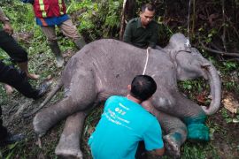 Anak gajah Sumatera mati usai kaki inveksi terlilit nilon