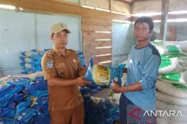 Pemkab Buru  Maluku bagikan 4,4 ton benih padi di Desa Waetele