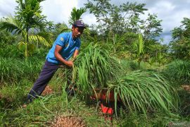 BRGM lakukan restorasi lahan gambut seluas 1,3 juta ha