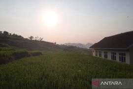 Kuningan catat produksi beras surplus 97.233 ton