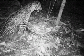 Ikhtiar menyelamatkan macan tutul jawa di Pegunungan Muria dengan hutan konservasi