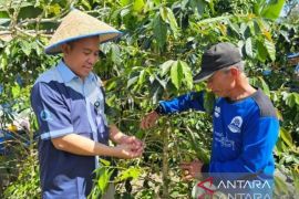 Marajut asa bersama AQUA "Bangkitkan Ekonomi serta Cerahkan Masa Depan Petani Kopi Kayu Aro
