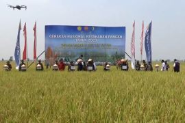 Intensifikasi pertanian Ngawi untuk wujudkan ketahanan pangan