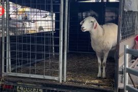 Tergolong spesies invasif, Australia rencana basmi kambing liar