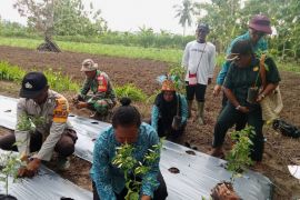 TP PKK Papua dorong gerakan ibu-ibu menanam lima pohon cabai