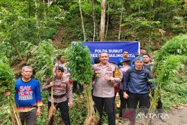 Polisi kembali musnahkan lima hektar ladang ganja di Madina