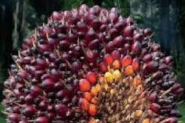 Harga CPO pada Februari 2024 melonjak 4,06 persen