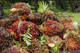 Harga CPO periode 1-15 Desember meningkat 5,94 persen