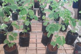 Krisis iklim dan tanam pohon trembesi