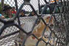 Buaya pemangsa warga Aceh Jaya masuk perangkap BKSDA