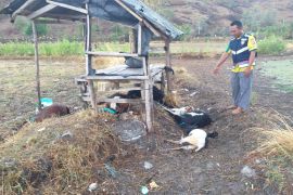 Tengah gembala kambing, seorang remaja di Bima tersambar petir