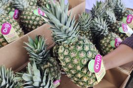 Nanas Lampung yang kian melambung di mancanegara