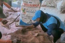 Petani keluhkan NPK Pupuk Kujang bercampur butiran mirip biji plastik