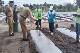 Distan Kobar lakukan upaya pengendalian inflasi melalui gerakan tanam cabai