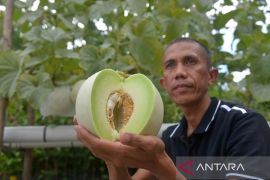FOTO - Pertanian hidroponik perkotaan