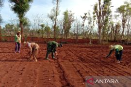 Kodim Sumenep instruksikan anggota dampingi petani