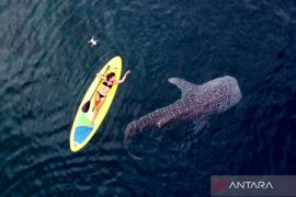 Wisata hiu paus di Gorontalo