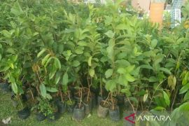 BPDAS-MB Samarinda distribusikan  5 juta bibit pohon