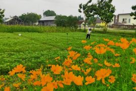 Biaya tembus nol rupiah, Kementan optimistis permohonan PVT meningkat