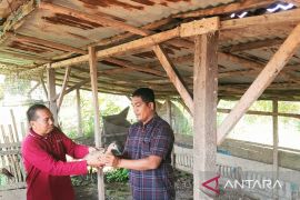 KLP Mitra Jaya dapat bantuan bebek petelur dari PT SMGP