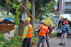 Siapkan jaringan andal jelang Nataru, PLN gelar rampal pohon massal