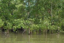 Babel kemarin, adaptasi perubahan iklim hingga kandidat empat besar audit stunting