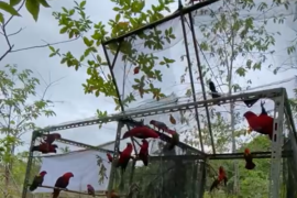 BKSDA Maluku lepaskan 28 ekor satwa liar yang dilindungi