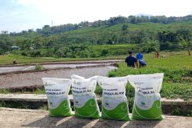 Petrokimia Gresik tertarik kembangkan pupuk organik di lahan padi Garut