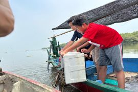 YBA-Ecoton lepas ribuan ikan di Kebun Raya Mangrove Surabaya