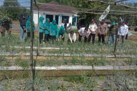 Petani Tabalong kembangkan bawang merah varietas Maserati