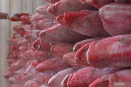 Indonesia aims to boost red snapper exports to US market: attach