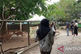 Jelang libur akhir tahun, Taman Rimba Jambi berbenah