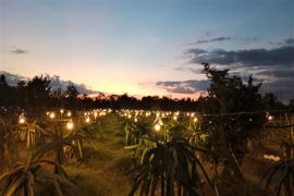 Petani Buah Naga raup Rp192 juta per bulan lewat Program TJSL PLN