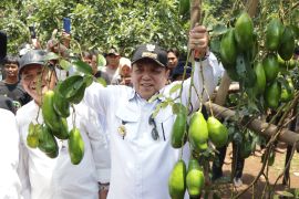 Pola agroforestri tingkatkan antusias masyarakat merehabilitasi hutan dan lahan berbasis bibit unggul