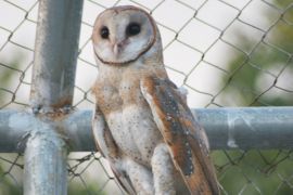 Petani Kabupaten Bekasi gunakan burung hantu sebagai predator basmi tikus
