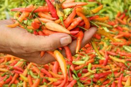 Pemkab Lumajang percepat tanam untuk tekan kenaikan harga cabai