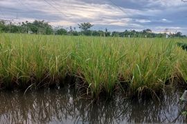 Petani di Aceh Jaya terancam gagal panen akibat luapan sungai