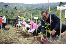 Semen Padang serahkan16.000 bibit kopi robusta bantjah