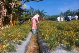 Pemkab Malteng canangkan gerakan tanam cabai mandiri di pekarangan