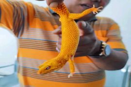 Karantina Pertanian Timika periksa reptil tujuan ke Makassar