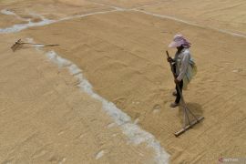 BPS: Harga gabah Sumut naik lebih dari lima persen Desember  2023