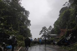 Pohon tumbang timpa warung di perbatasan Kalsel-Kaltim