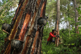 Getah pinus masuk peta jalan Hilirisasi Investasi Strategis Page 1 Small