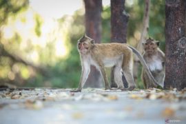 KLHK ungkap alasan monyet ekor panjang belum masuk satwa dilindungi