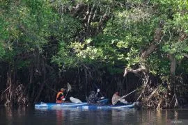 Ministry stresses swift mangrove rehabilitation action in Indonesia