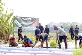 DKPP Surabaya tanam satu juta bibit cabai kendalikan inflasi