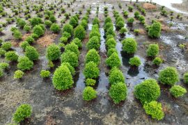 Mengembalikan ekosistem mangrove Kaltara