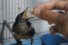 Tips merawat burung kicau dan manfaatnya!