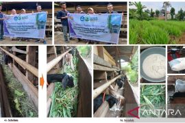 PKM Faterna Unand, Membantu Usaha Berkembang Peternakan Kambing PE Ashar Farm Kota Payakumbuh (Feeding Practice)
