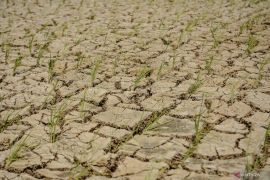 Banten kemarin, kasus Kadiparpora Serang temuan hingga kekeringan di Lebak